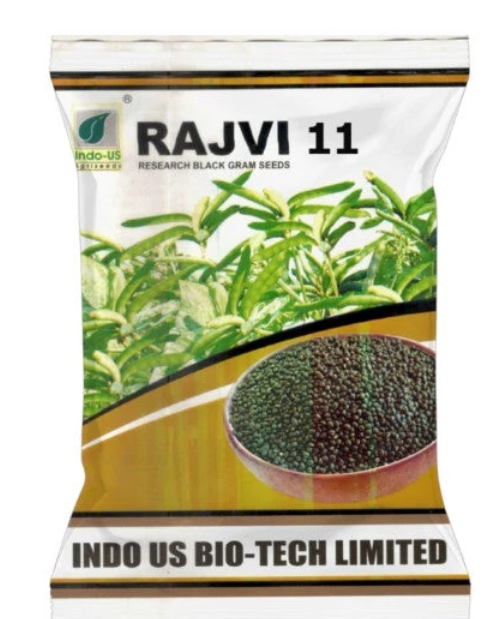 INDO US BLACK GRAM RAJVI 11
