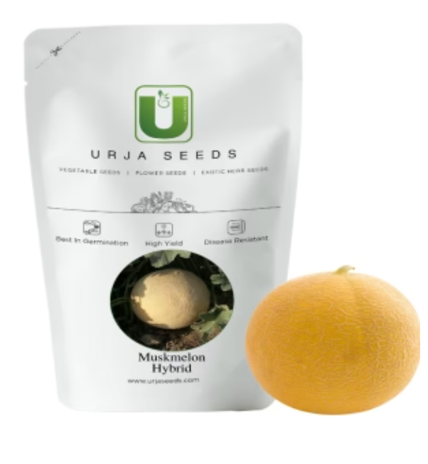 URJA KAJRI MUSKMELON SEEDS