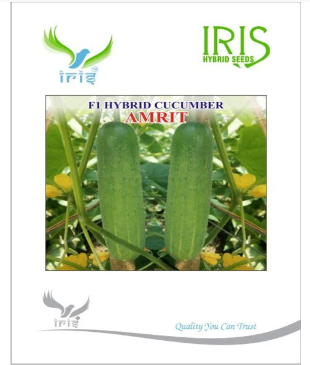 IRIS HYBRID F1 CUCUMBER AMRIT