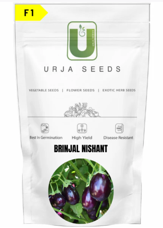 URJA BRINJAL F1 NISHANT