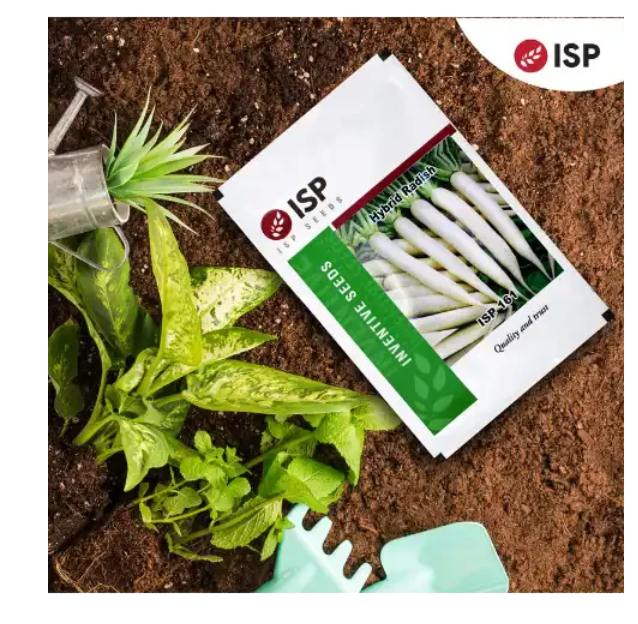 ISP161 RADISH