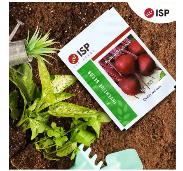 ISP174 HYBRID BEETROOT