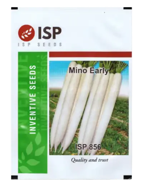 ISP856 Radish Minu Early Seeds – Fast-Growing, Long White Roots