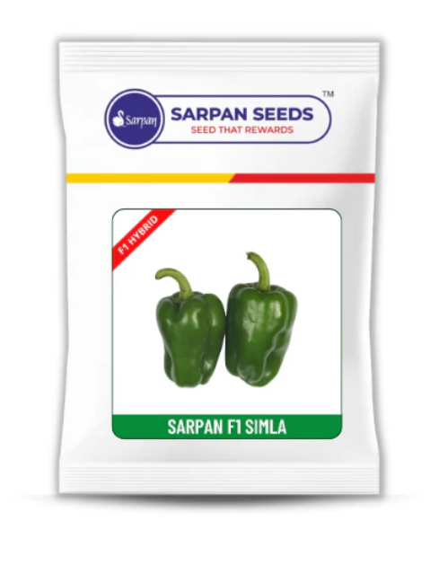 SARPAN SIMLA (BABY CAPSICUM)