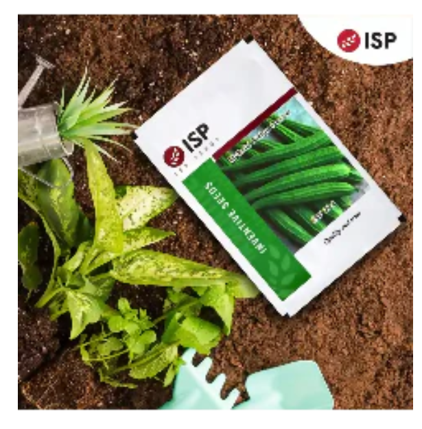 ISP224 RIDGE GOURD