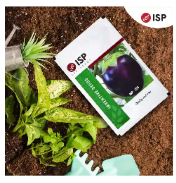 ISP235 వంకాయ