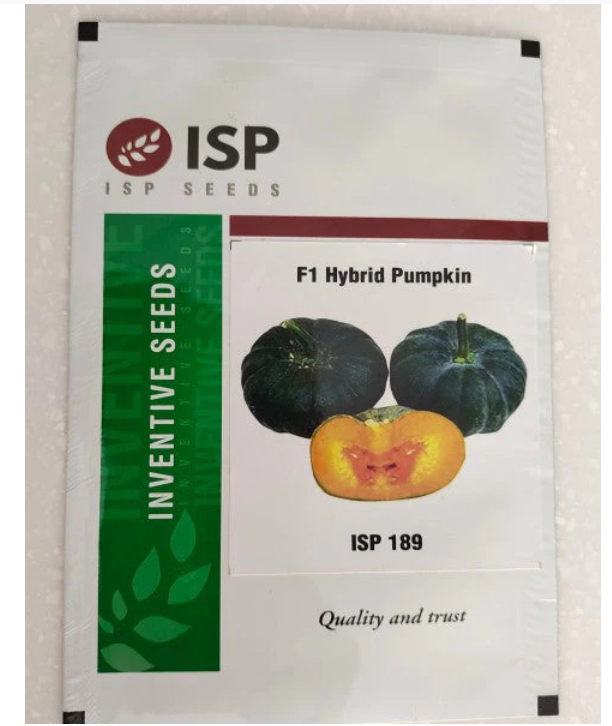 ISP189 PUMPKIN SMALL - DARK GREEN