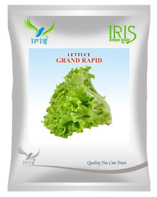 Iris Imported OP LETTUCE GRAND RAPID