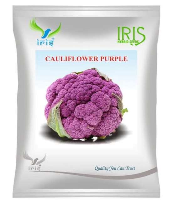 Iris Imported OP Cauliflower Purple