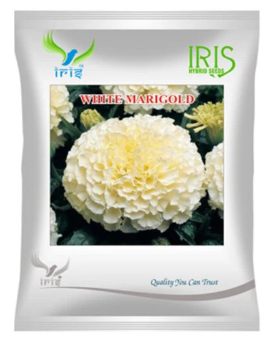 Iris Imported OP White Marigold