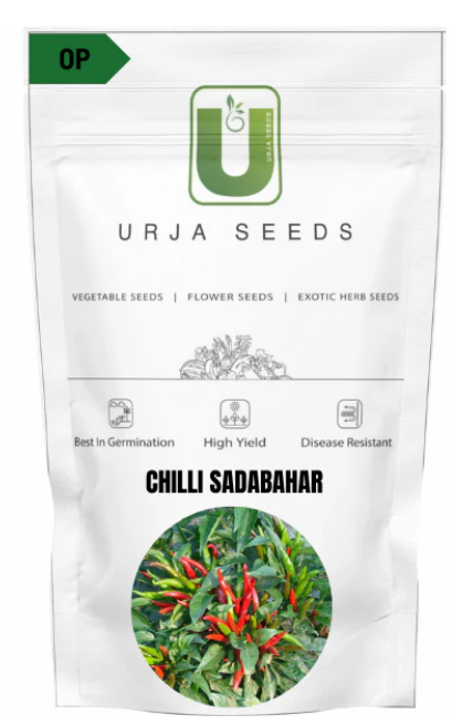 URJA CHILLI SADABHAR