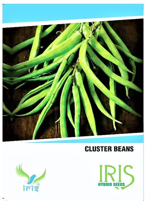 IRIS HYBRID OP VEGETABLE SEEDS CLUSTER BEANS