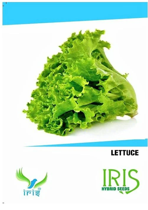 IRIS HYBRID VEGETABLE SEEDS LETTUCE
