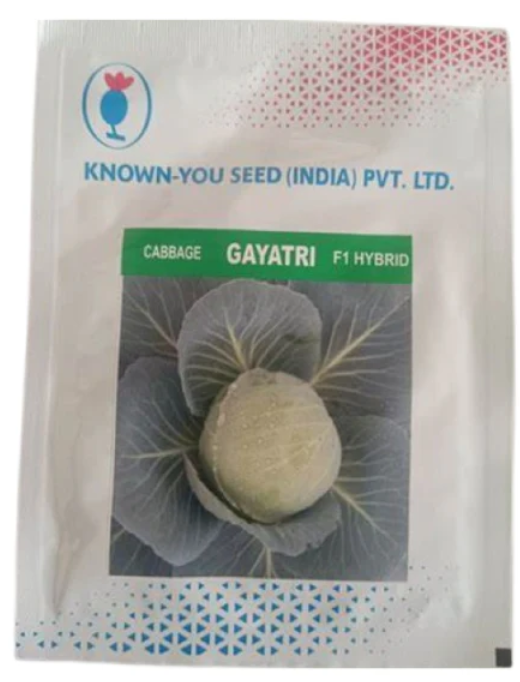 Gayatri cabbage