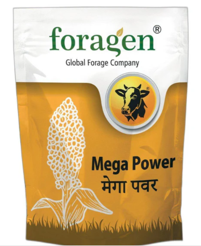 Mega Power - Fodder Sorghum seeds