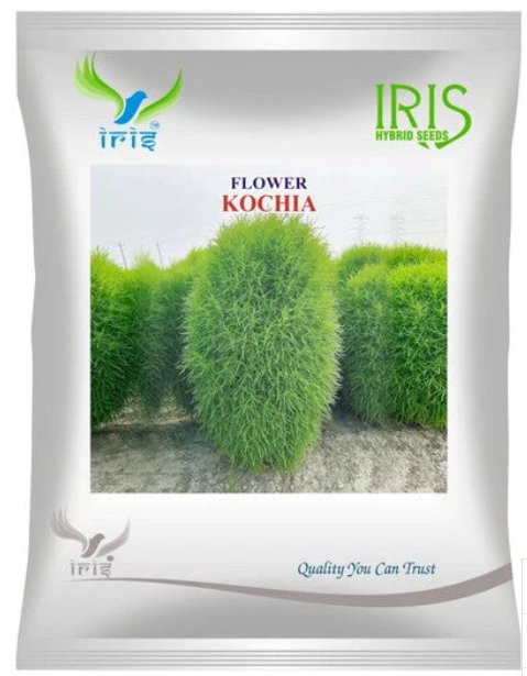 Iris Imported OP Kochia