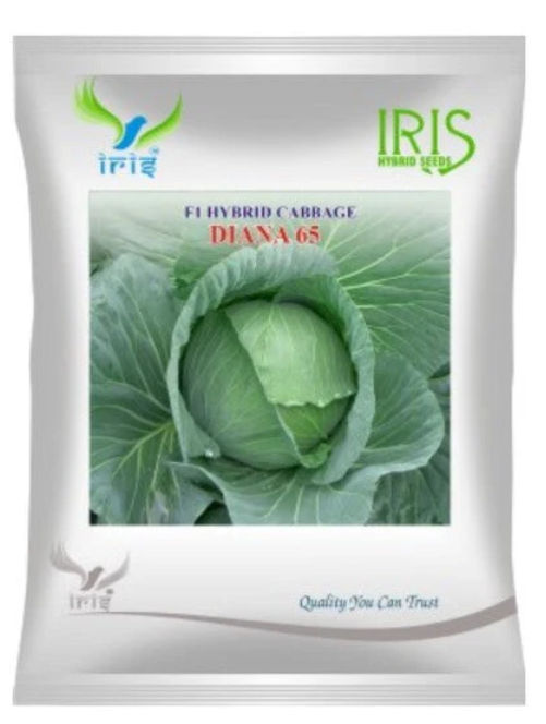 Iris Hybrid F1 Cabbage Diana 65