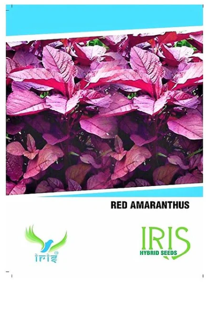 IRIS HYBRID OP AMARANTHUS RED VEGETABLE SEEDS