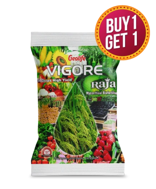 GEOLIFE VIGORE RAJA -Buy 1 Get 1 Free