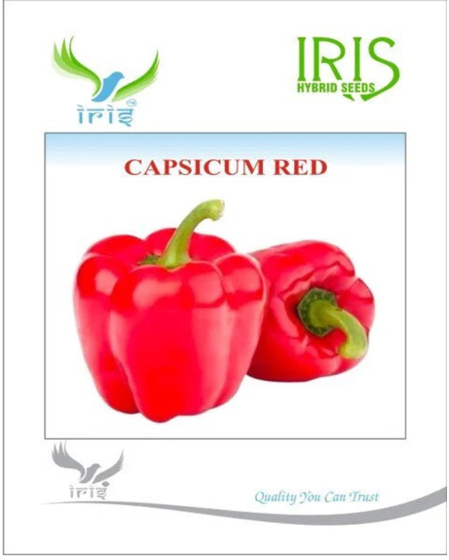 IRIS IMPORTED CAPSICUM RED