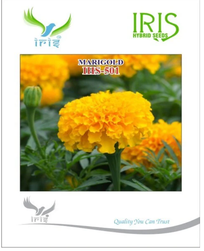 IRIS OP MARIGOLD ORANGE IHS-501