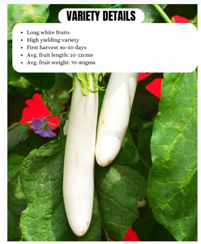 URJA BRINJAL F1 SNOW KING