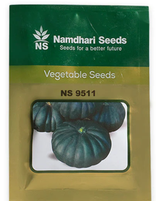 Pumpkin NS 9511 seed