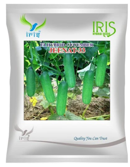 Iris Hybrid F1 CUCUMBER JEENAT