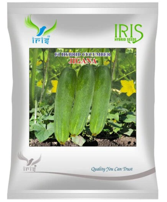 Iris Hybrid F1 CUCUMBER JIGANA
