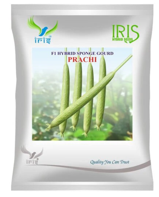 Iris Hybrid F1 Sponge Gourd Prachi