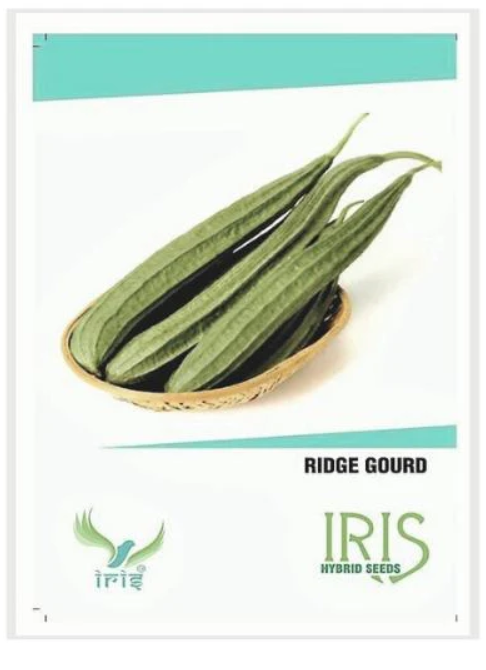 IRIS HYBRID VEGETABLE SEEDS RIDGE GOURD