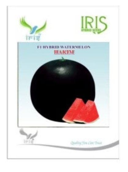 IRIS HYBRID HAKIM WATERMELON SEEDS