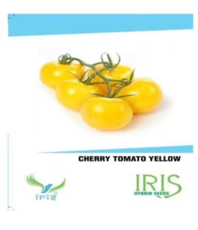 IRIS HYBRID VEGETABLE SEEDS CHERRY TOMATO YELLOW