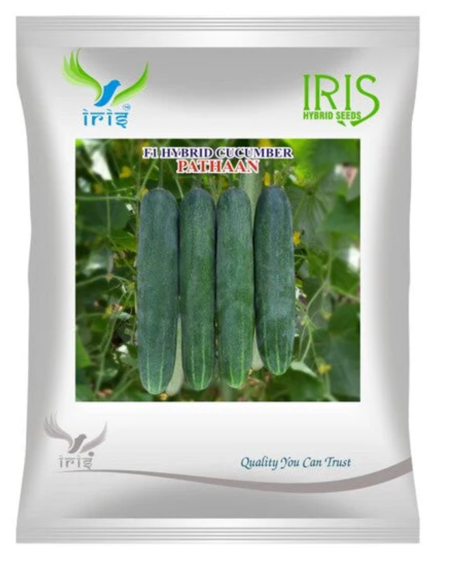 Iris Hybrid F1 CUCUMBER PATHAAN