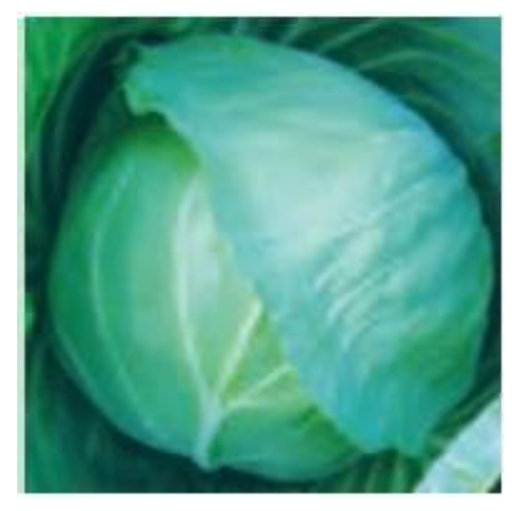 KIRTI CABBAGE