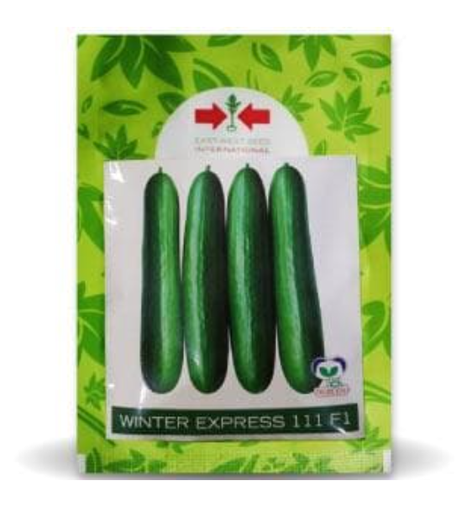 WINTER EXPRESS CUCUMBER