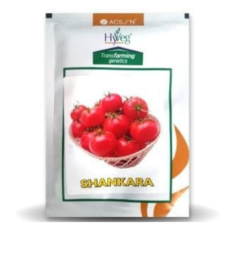 SHANKAR TOMATO ( शंकर टमाटर )