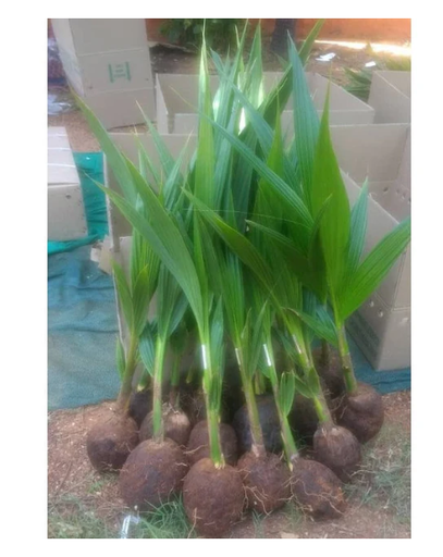 DEEJAY SAMPOORNA HYBRID COCONUT SEEDLINGS