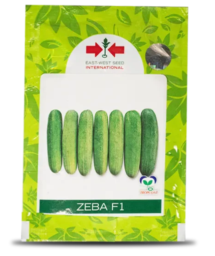 ZEBA CUCUMBER