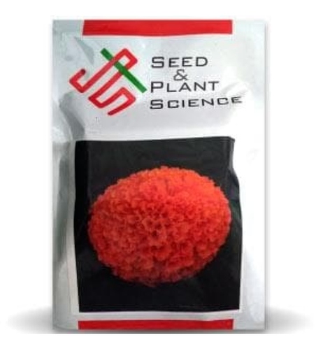 बनी नारंगी गेंदा