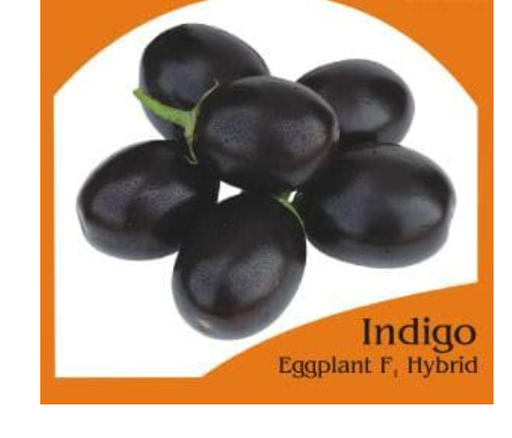 INDIGO BRINJAL SEEDS