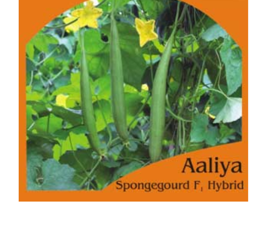 AALIYA SPONGE GOURD - SEEDS