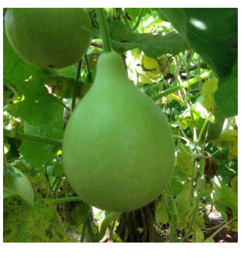 DHRUVA BOTTLE GOURD ( ध्रुवा लौकी )