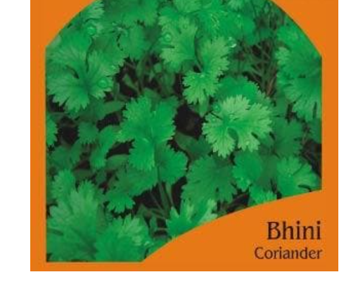 भिनी धनिया (गोल)