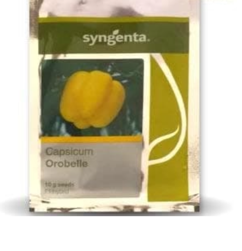 OROBELLE CAPSICUM