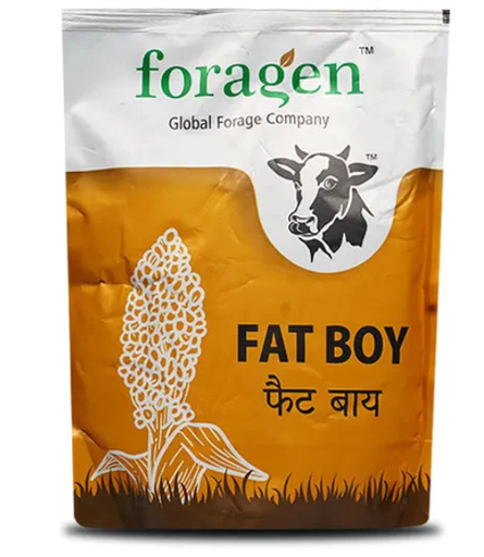 FAT BOY (MULTI-CUT FORAGE SORGHUM)