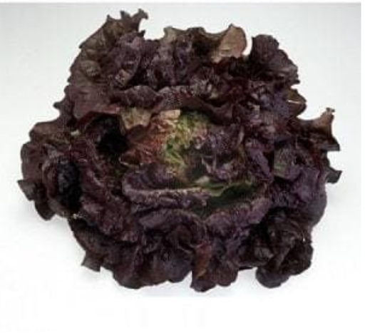 CHEROKEE RZ (81-36) RED BATAVIA LETTUCE