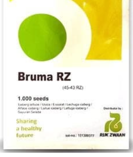 BRUMA RZ (45-43) ICEBERG LETTUCE