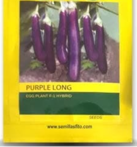 PURPLE LONG BRINJAL