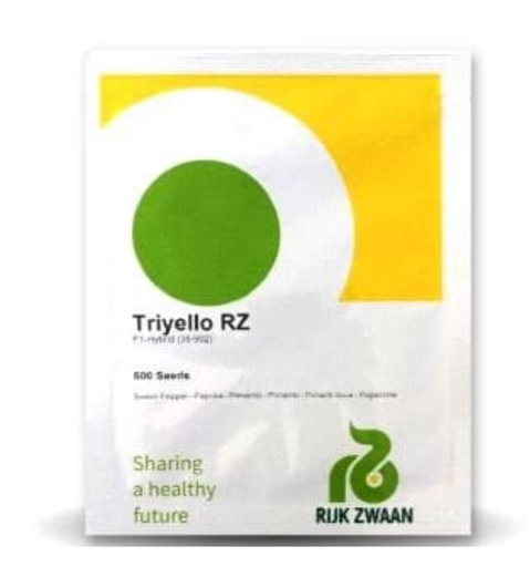 TRIYELLO RZ F1 (35-902) YELLOW CAPSICUM